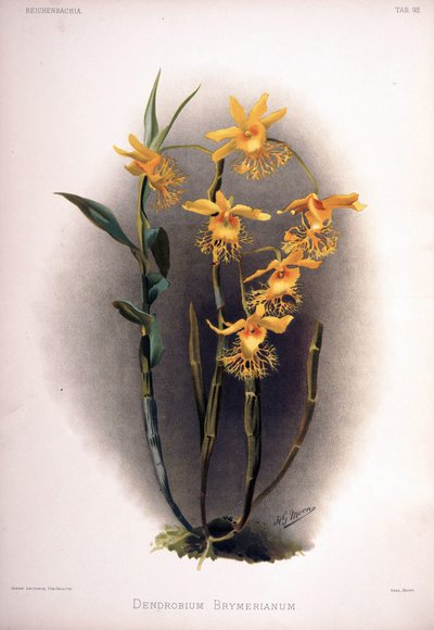 Dendrobium Brymerianum by London H. Sotheran and Co.